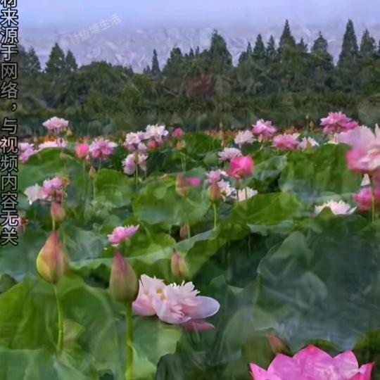河花