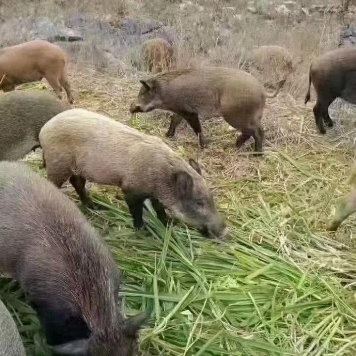 第二代纯放养山猪