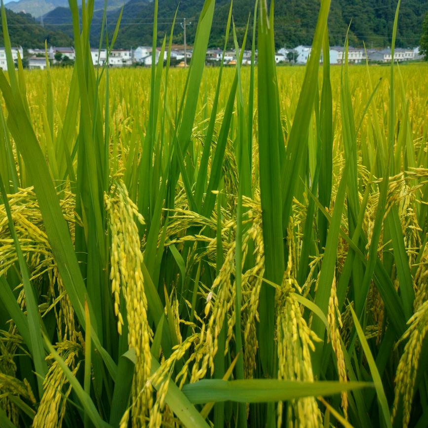小张.