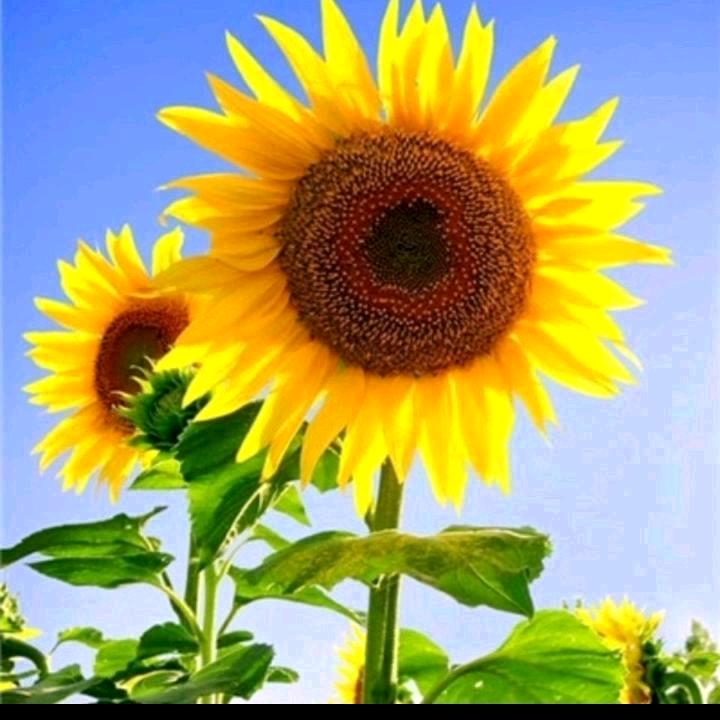 雨后有彩虹🌈🌈🌈