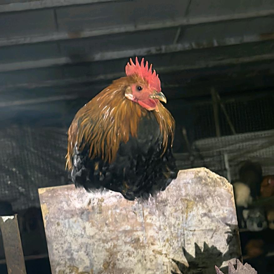 张小小小