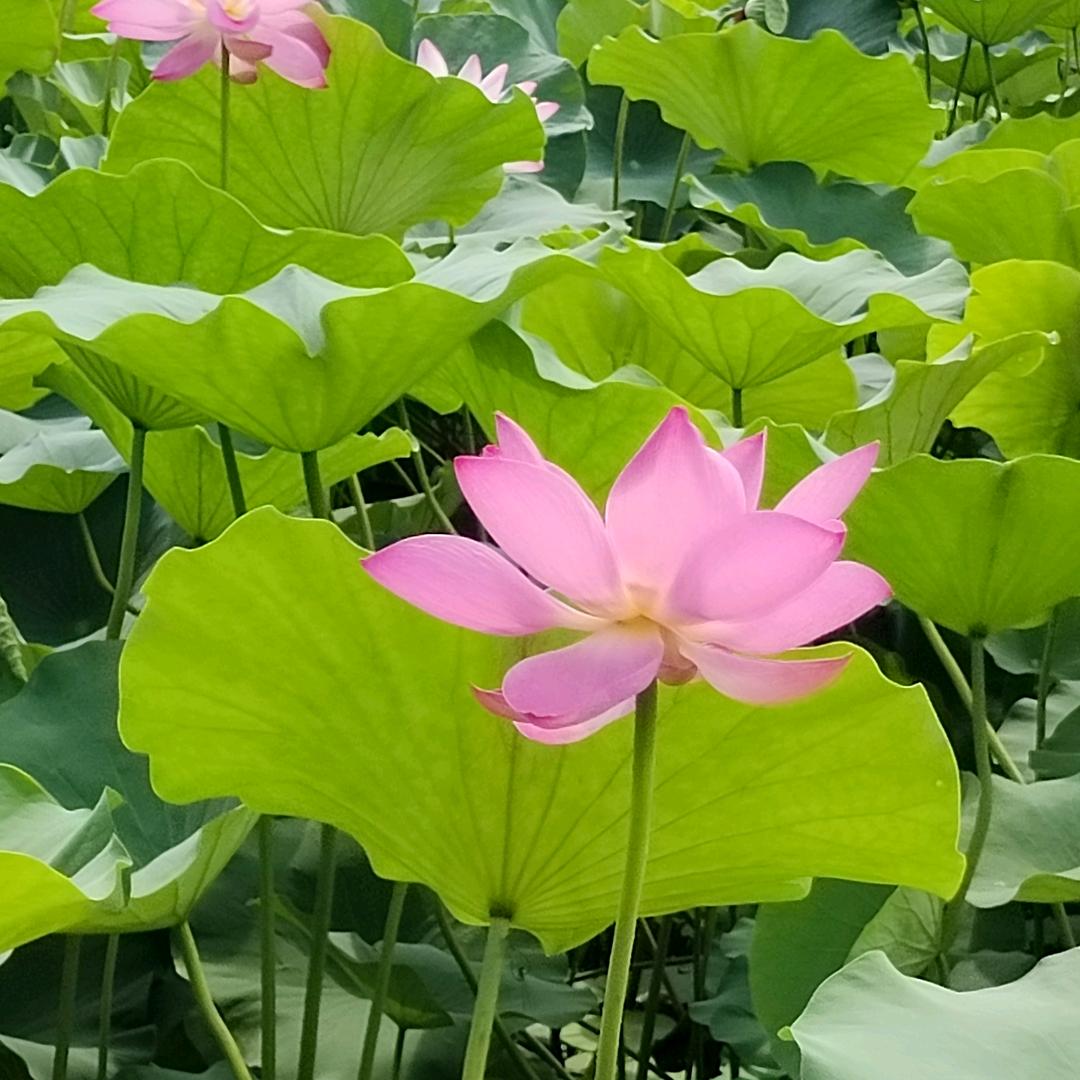 薄荷