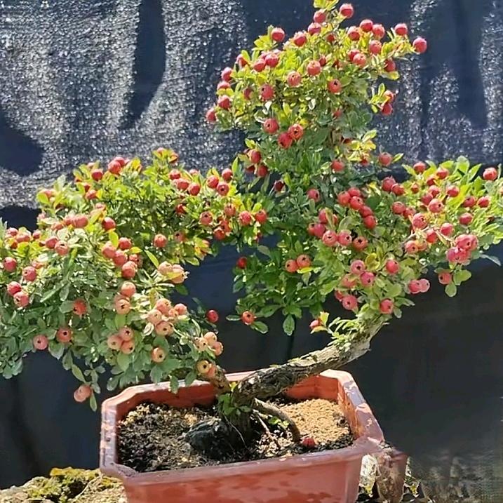 小叶山楂培育基地