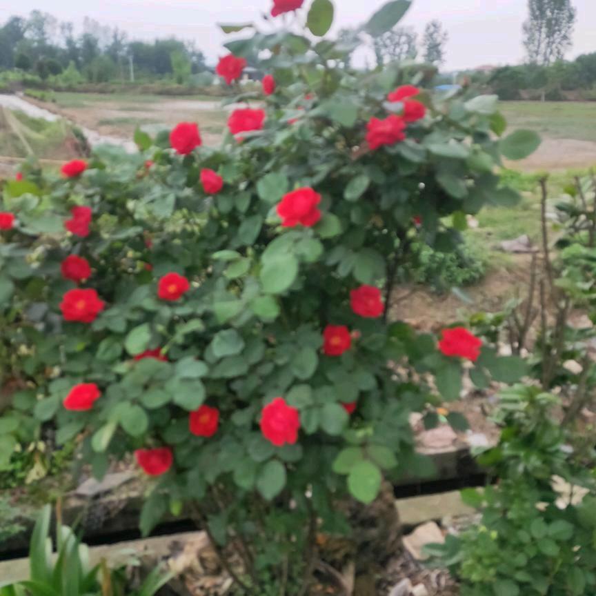 爱姐姐💁💑💏💇💇