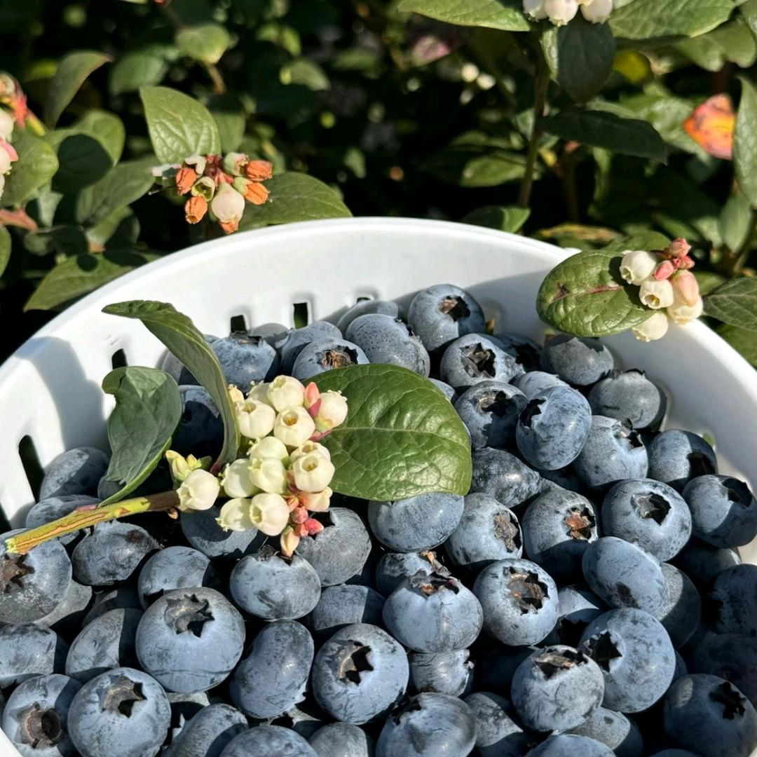 花植生活空间（蓝莓专场）