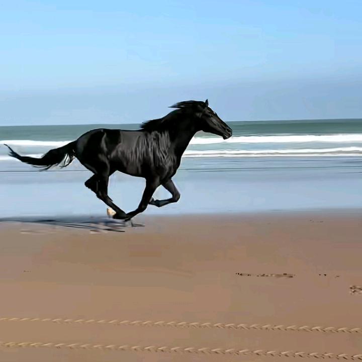🐎贰月ღ