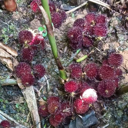 出售新品种丹顶红砂仁苗