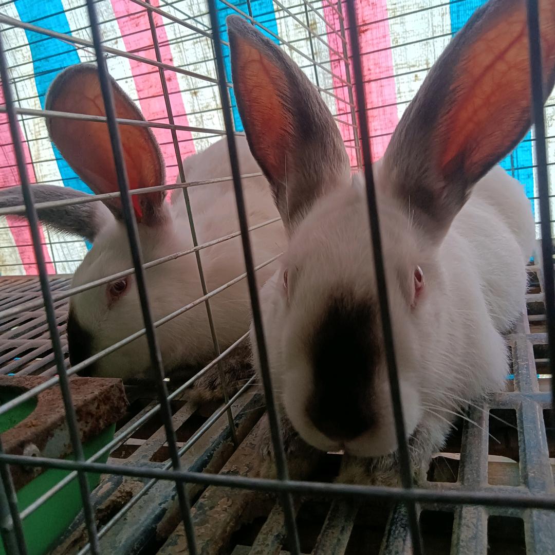 新农人  肉兔养殖