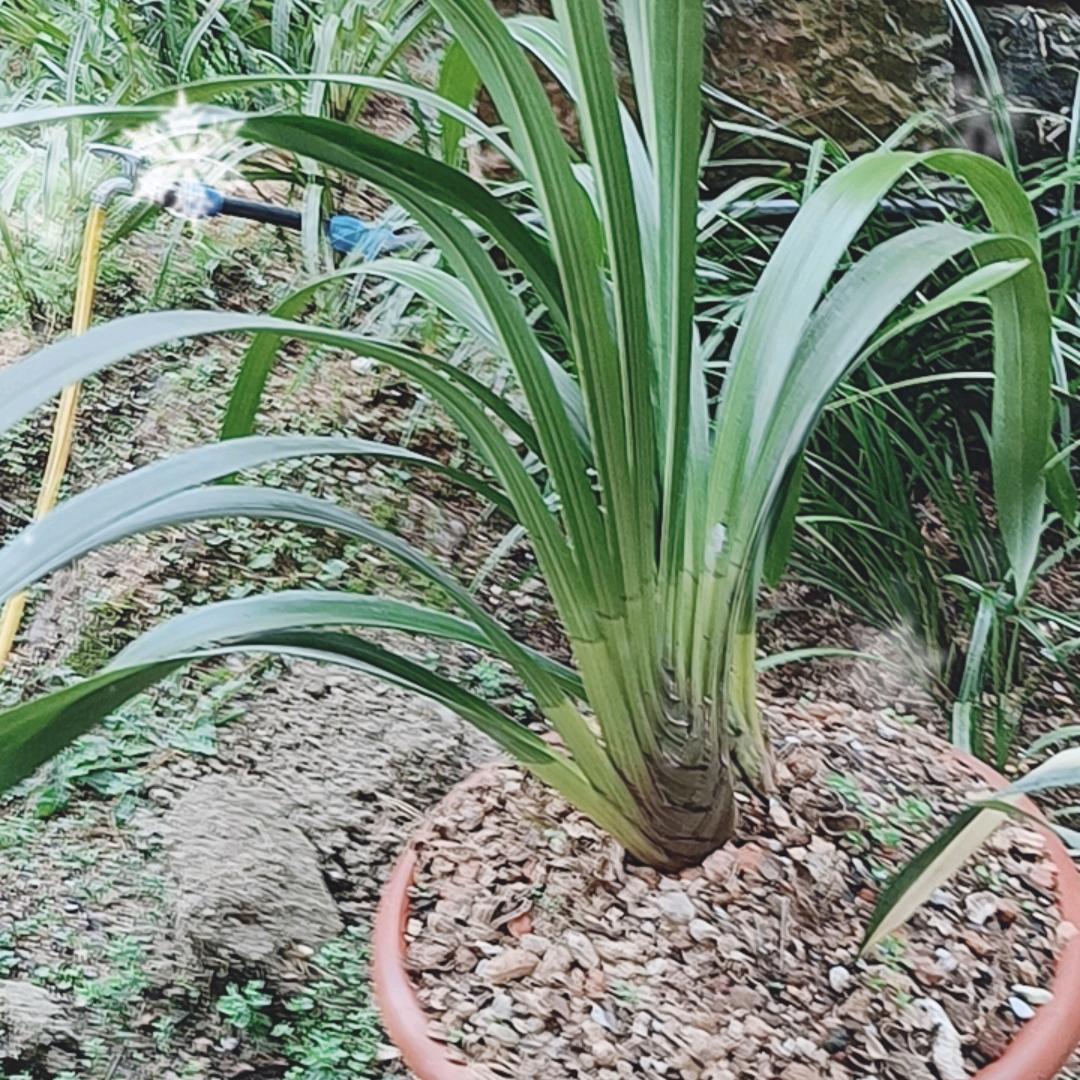 花草之乡