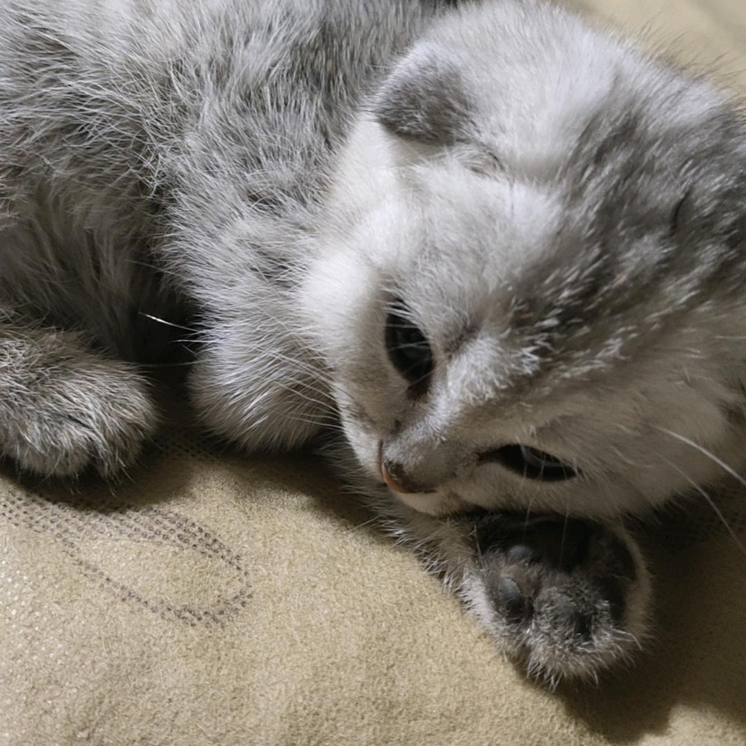 徘徊黑夜中的肥猫