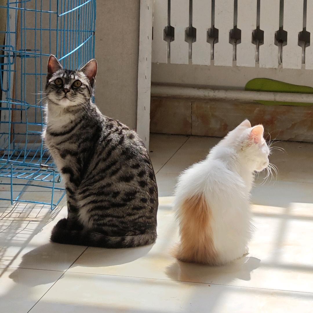木槿