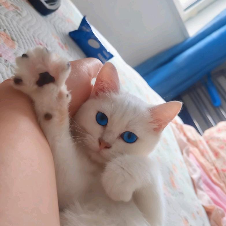 有只猫咪叫小8