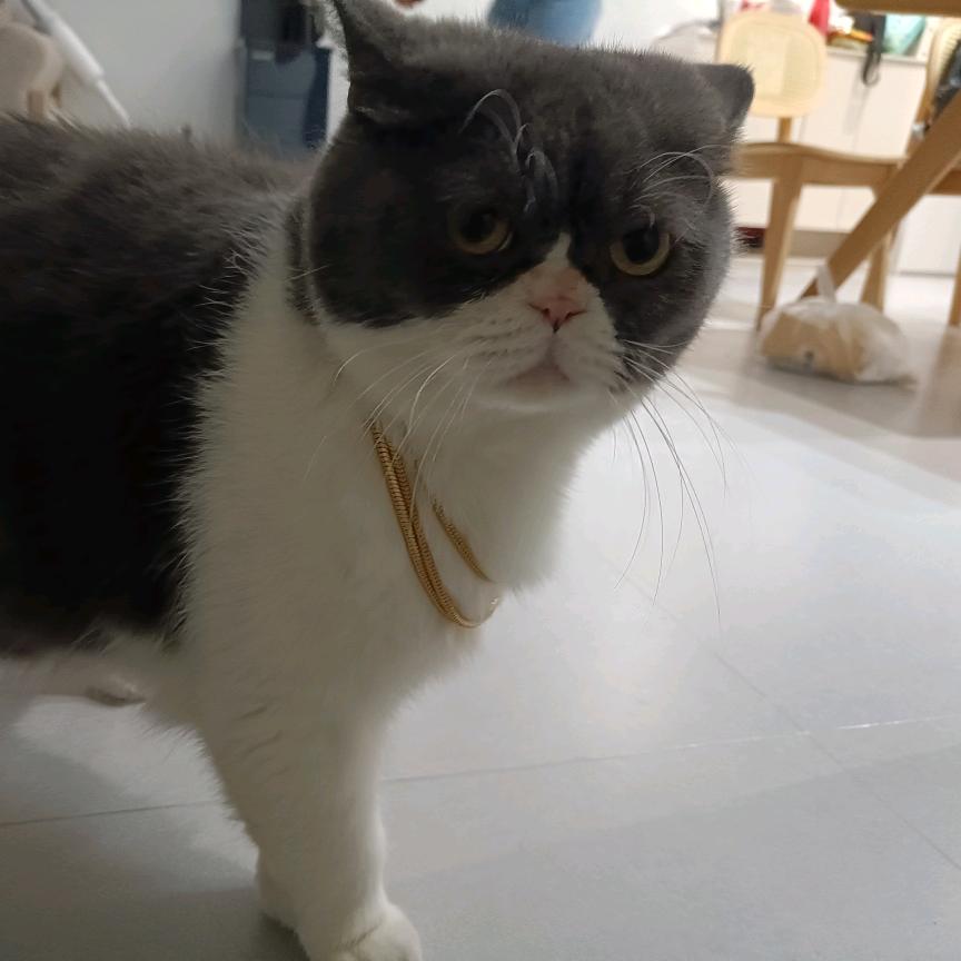 潇洒的婵