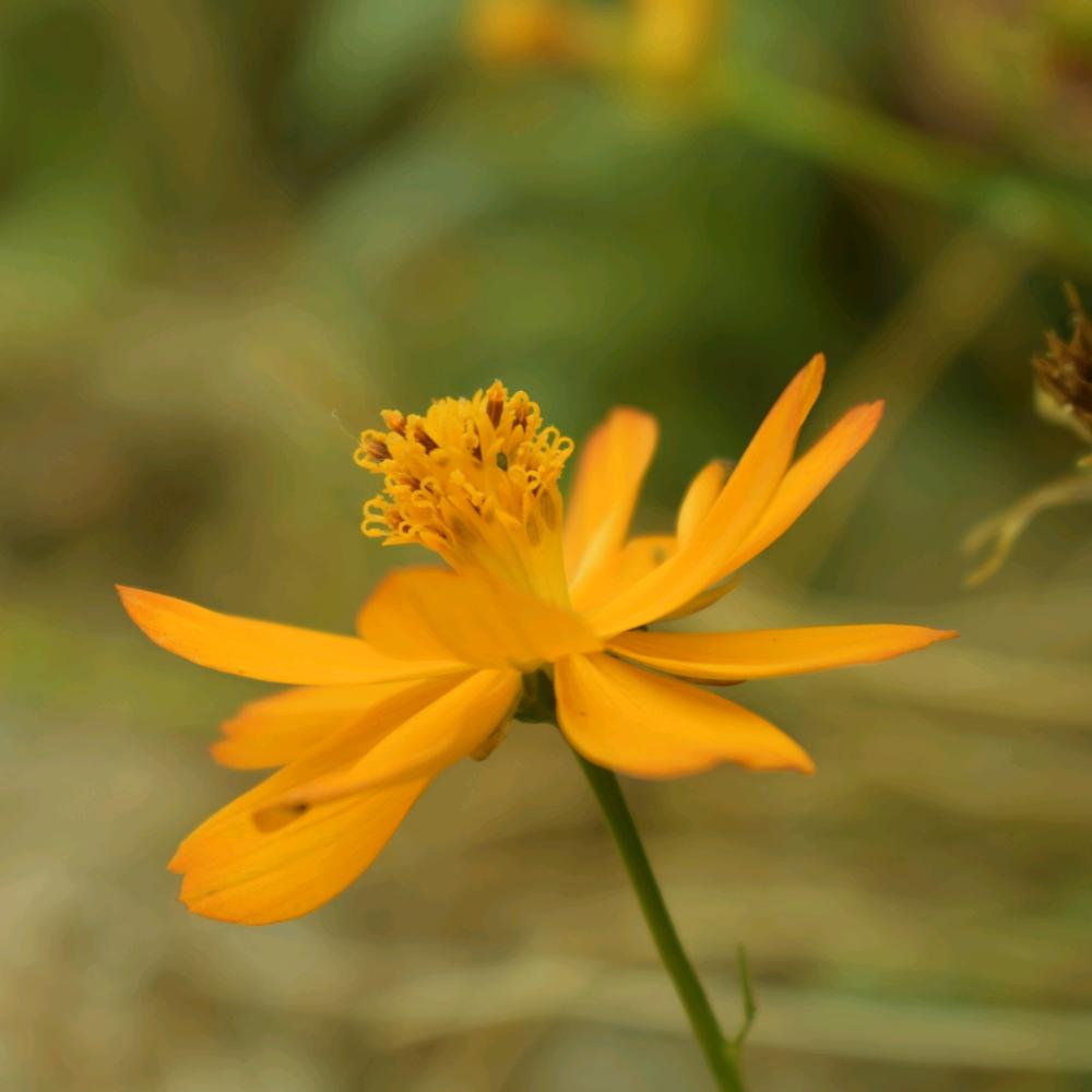 盐柠檬找凉薄荷