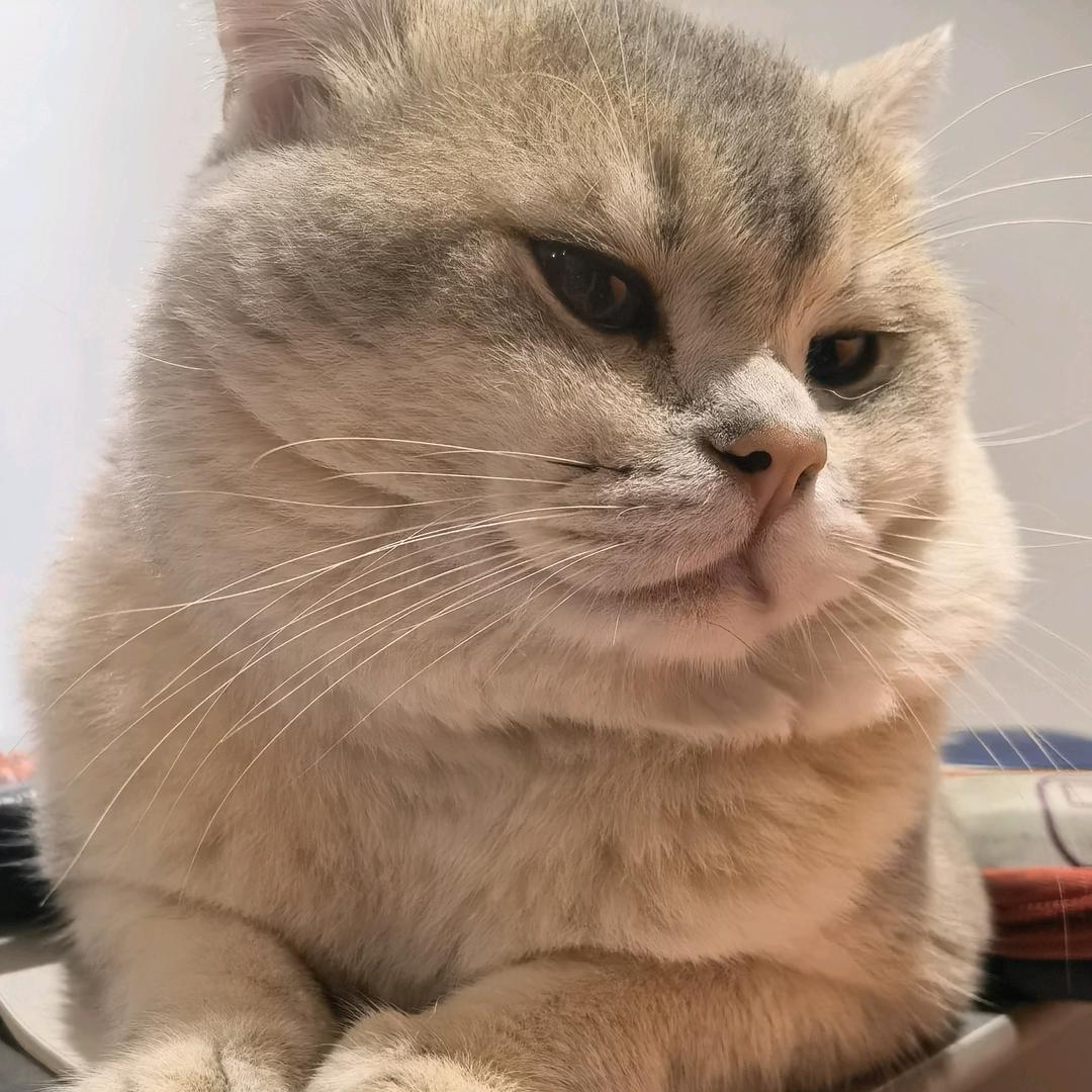 乔 乔
