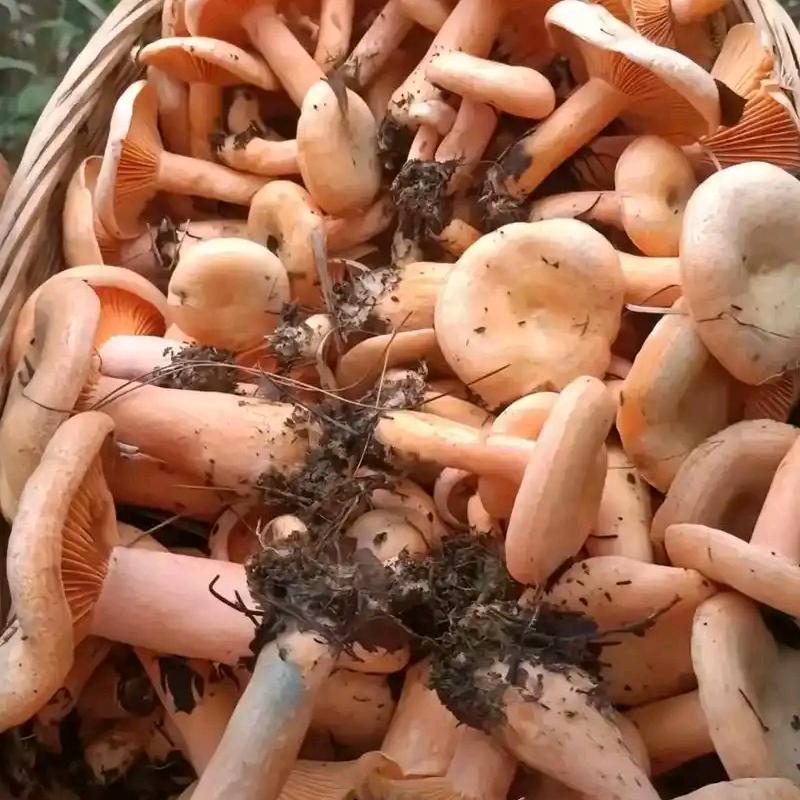 枞菌好多