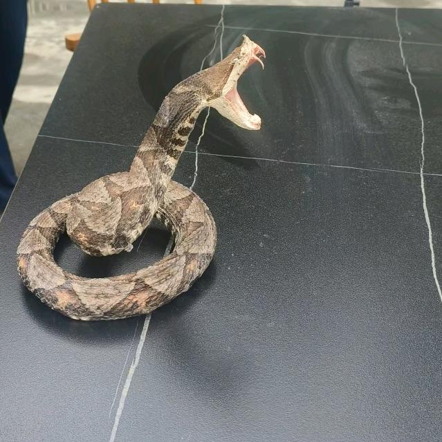 湘西蛇王
