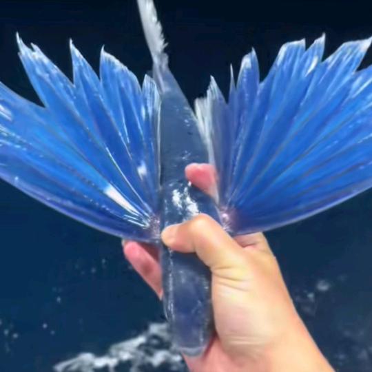 A会飞的鱼
