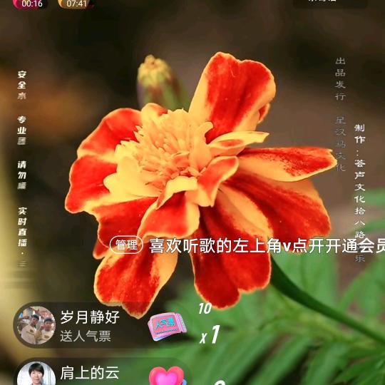 凤叶