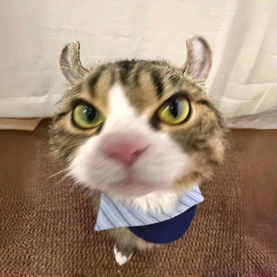 蓬松小浣熊