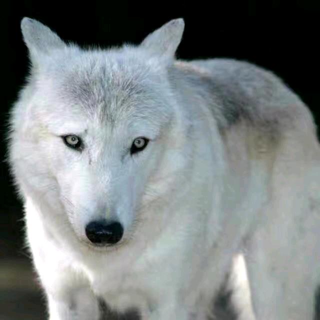 利哥炒饭🍚🍜