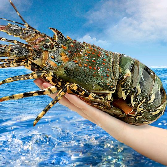 阳城神农海鲜老卫