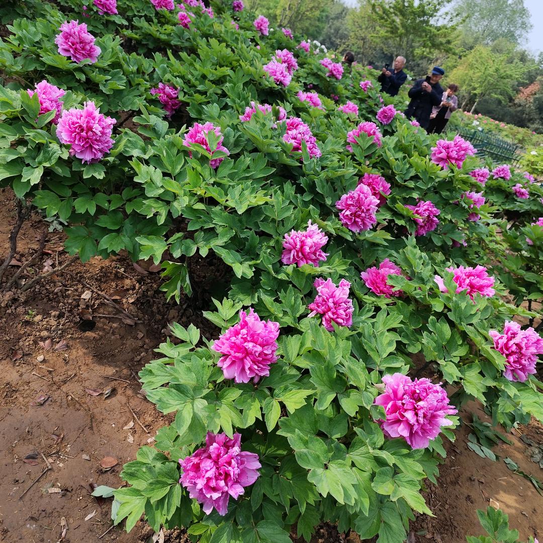 桂丽