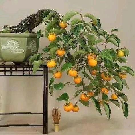 鑫新花木坊