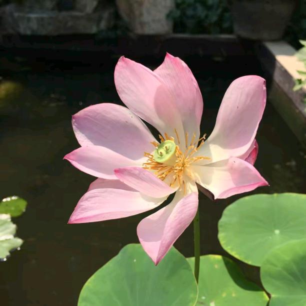 小幸运🌟ᵔᴥᵔ