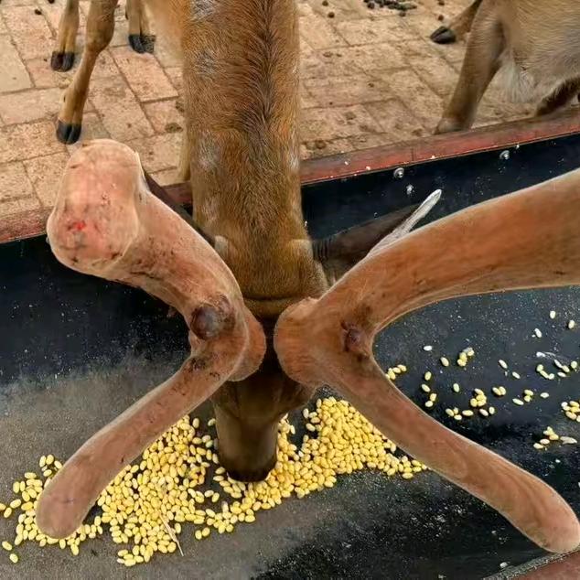 盘锦小秦和小鹿🦌