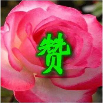 好运莲莲