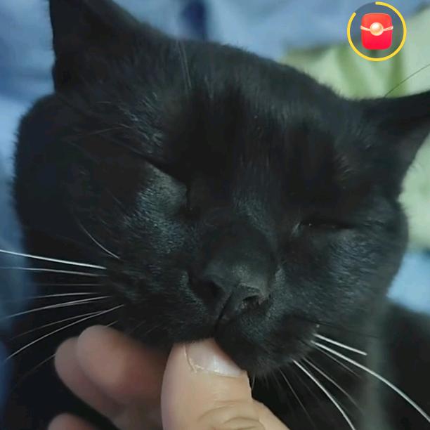 招财猫眼。。