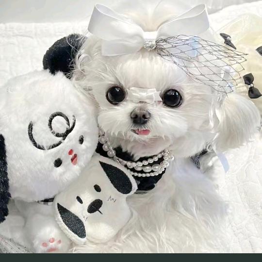 鱼的第8秒是重生