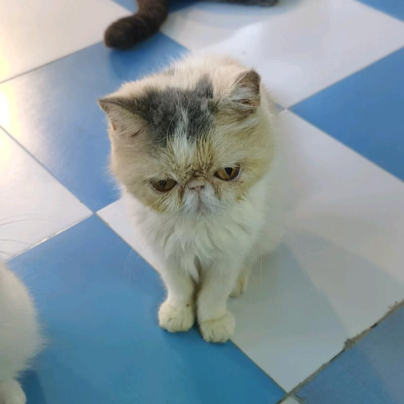 懒猫壹條的头像