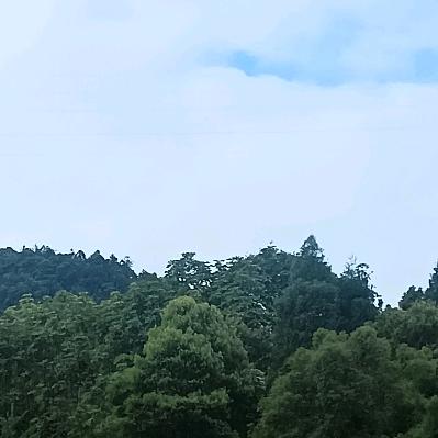 情缘