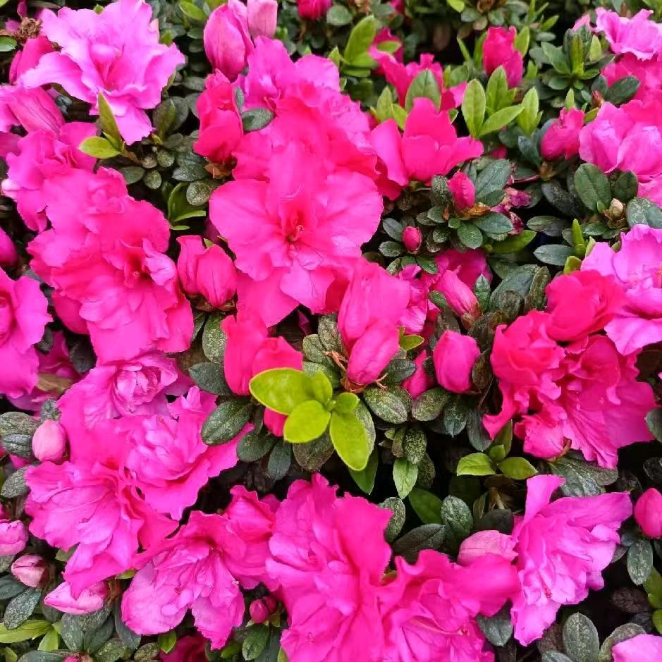 红白喜事一条龙