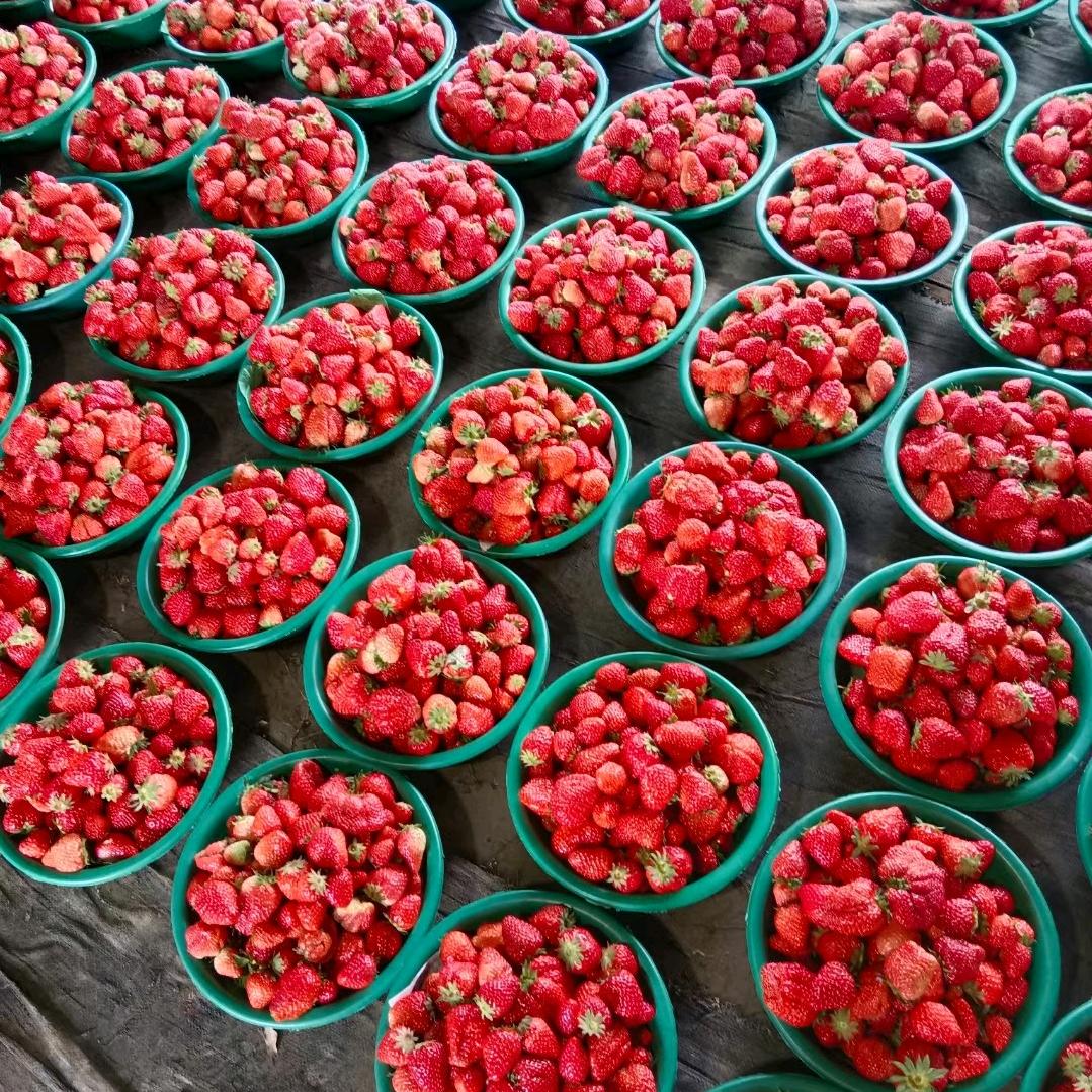 五老峰草莓采摘总园