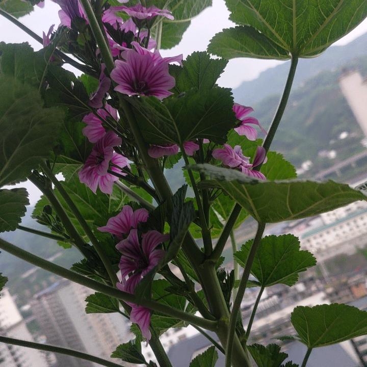 向二哥