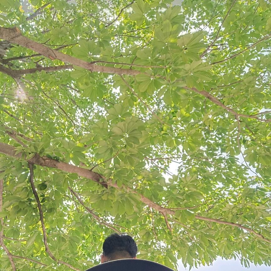 净明