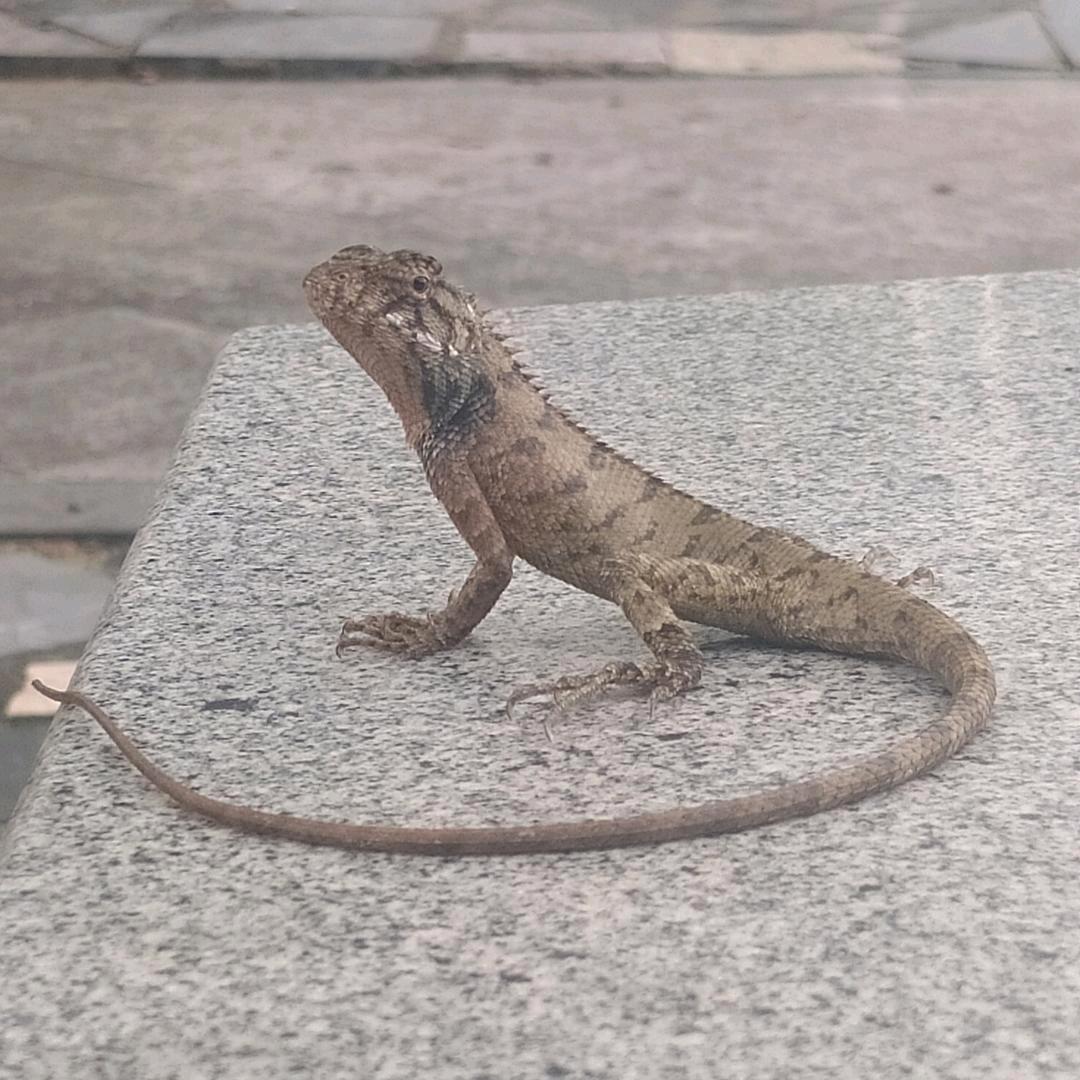 朱颜砌