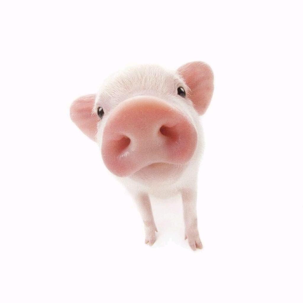 关东猪