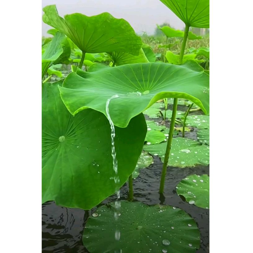 沐雨晨晨 🍀
