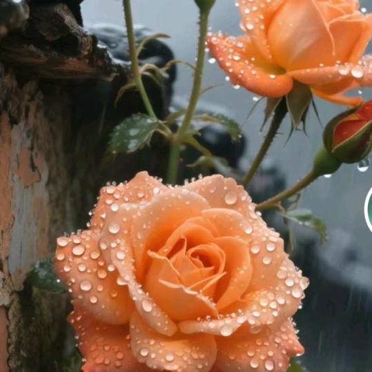 㜂孞Ｏ(≧∇≦)Ｏ