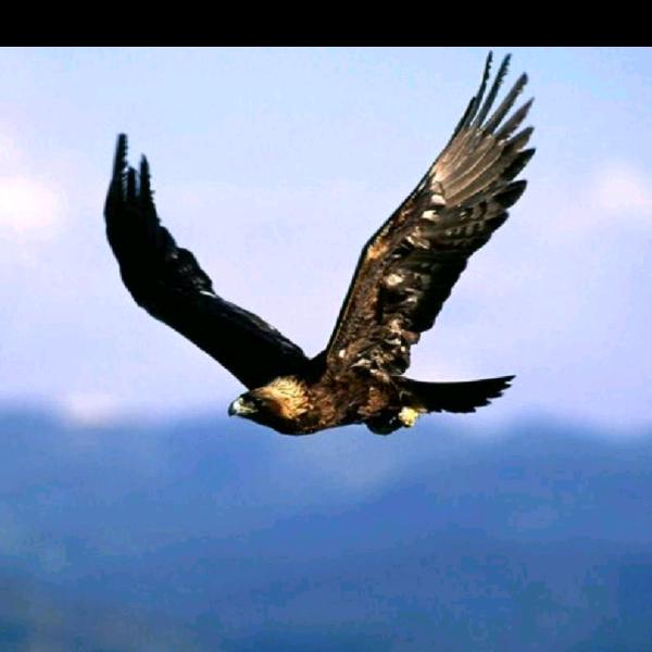 高原孤鹰🦅