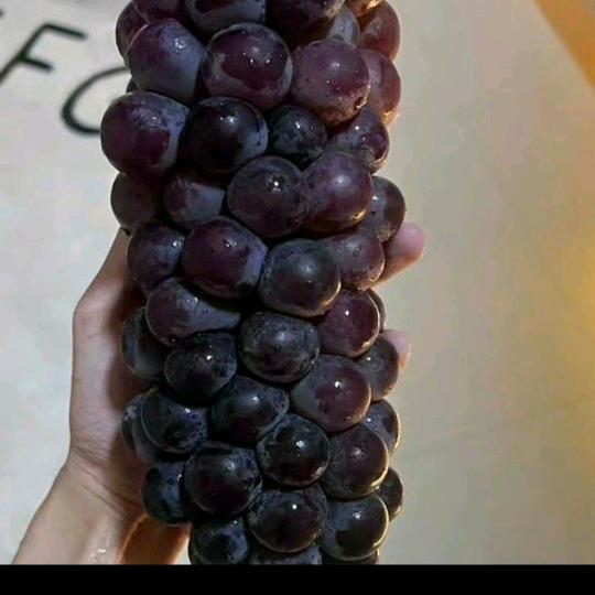 多肉葡萄🍇🍇🍇