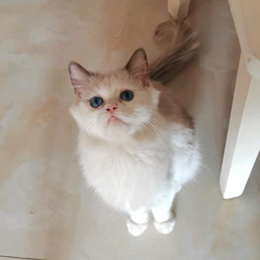 小鸟