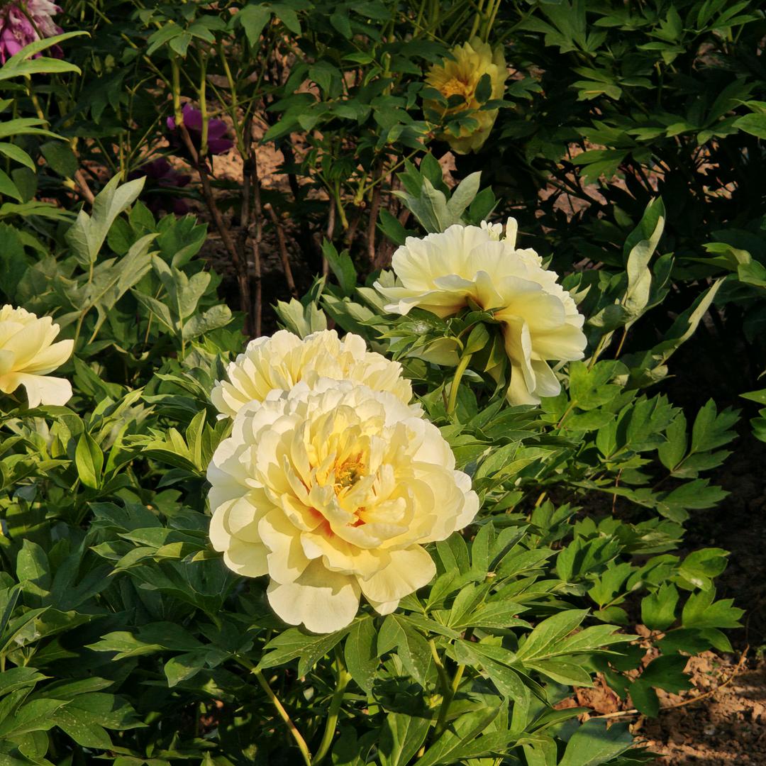 冰糖胡芦(私信必回)