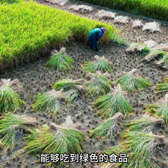 大玉在家乡