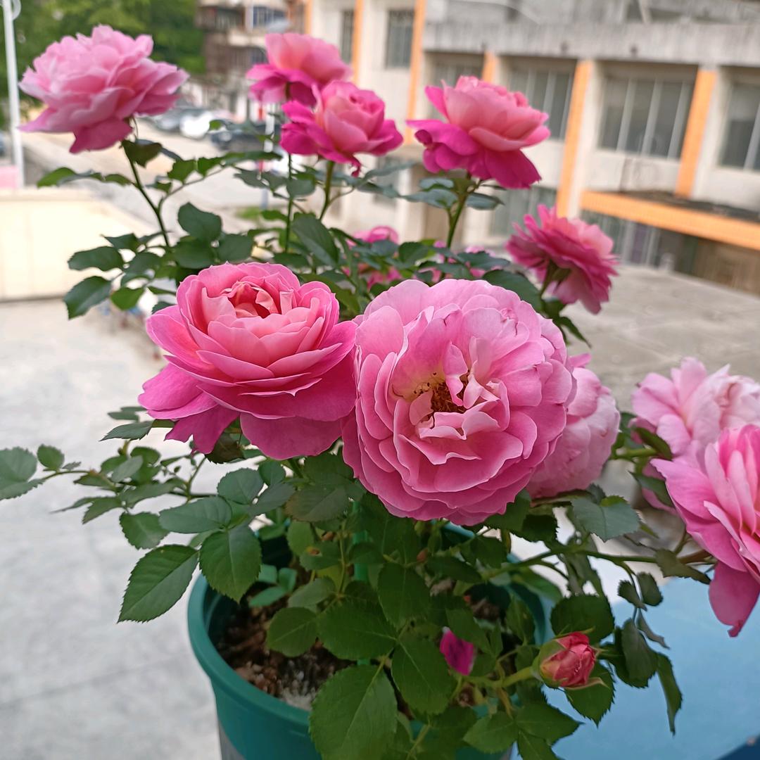 春暖开花