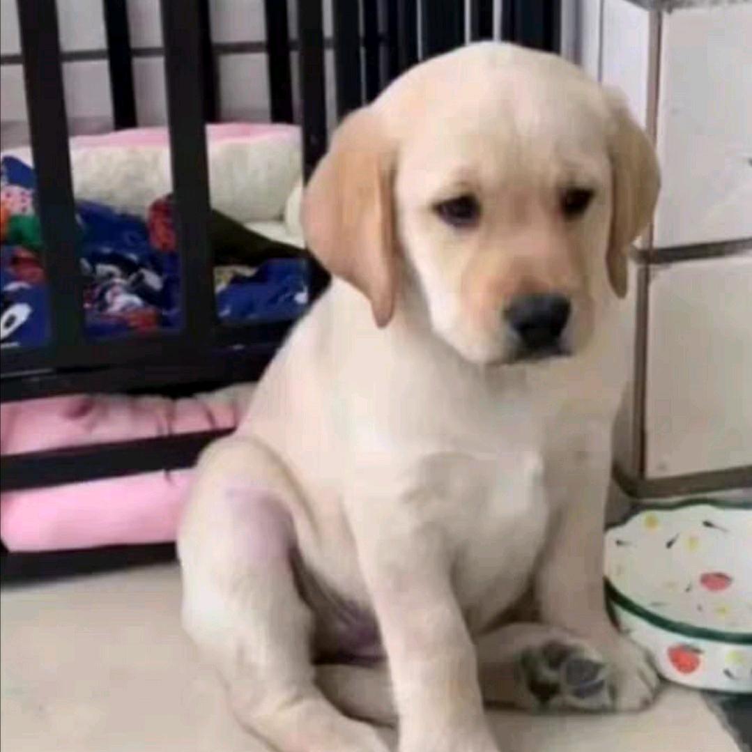 重庆宠物基地（看宠物视频看主页v）